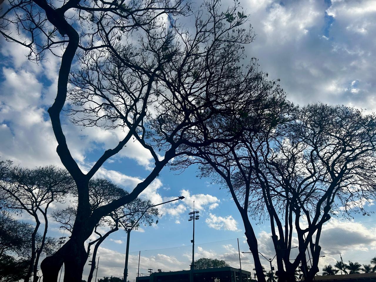 Substituição de árvores e mudanças no estacionamento do Clube