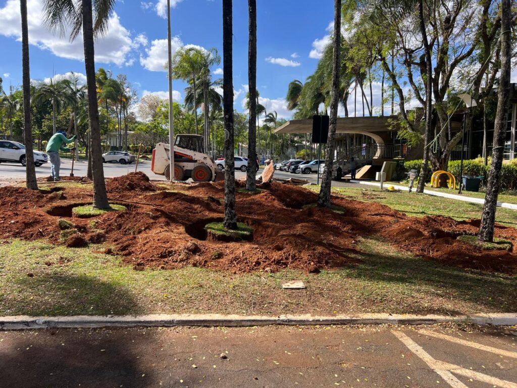 Iate inicia processo de transplantação de palmeiras do estacionamento