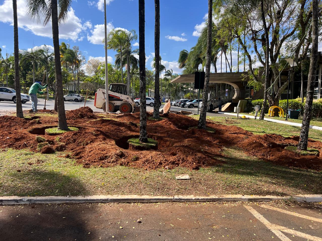 Iate inicia processo de transplantação de palmeiras do estacionamento