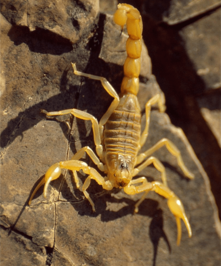 Cuidados com escorpião